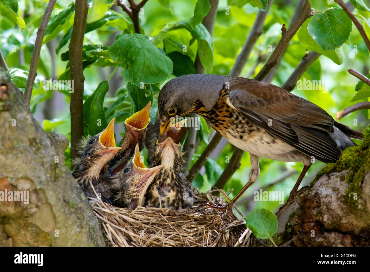 Thrush Fieldfare dà da mangiare ai pulcini affamati. Stoccolma, Svezia. Foto Stock