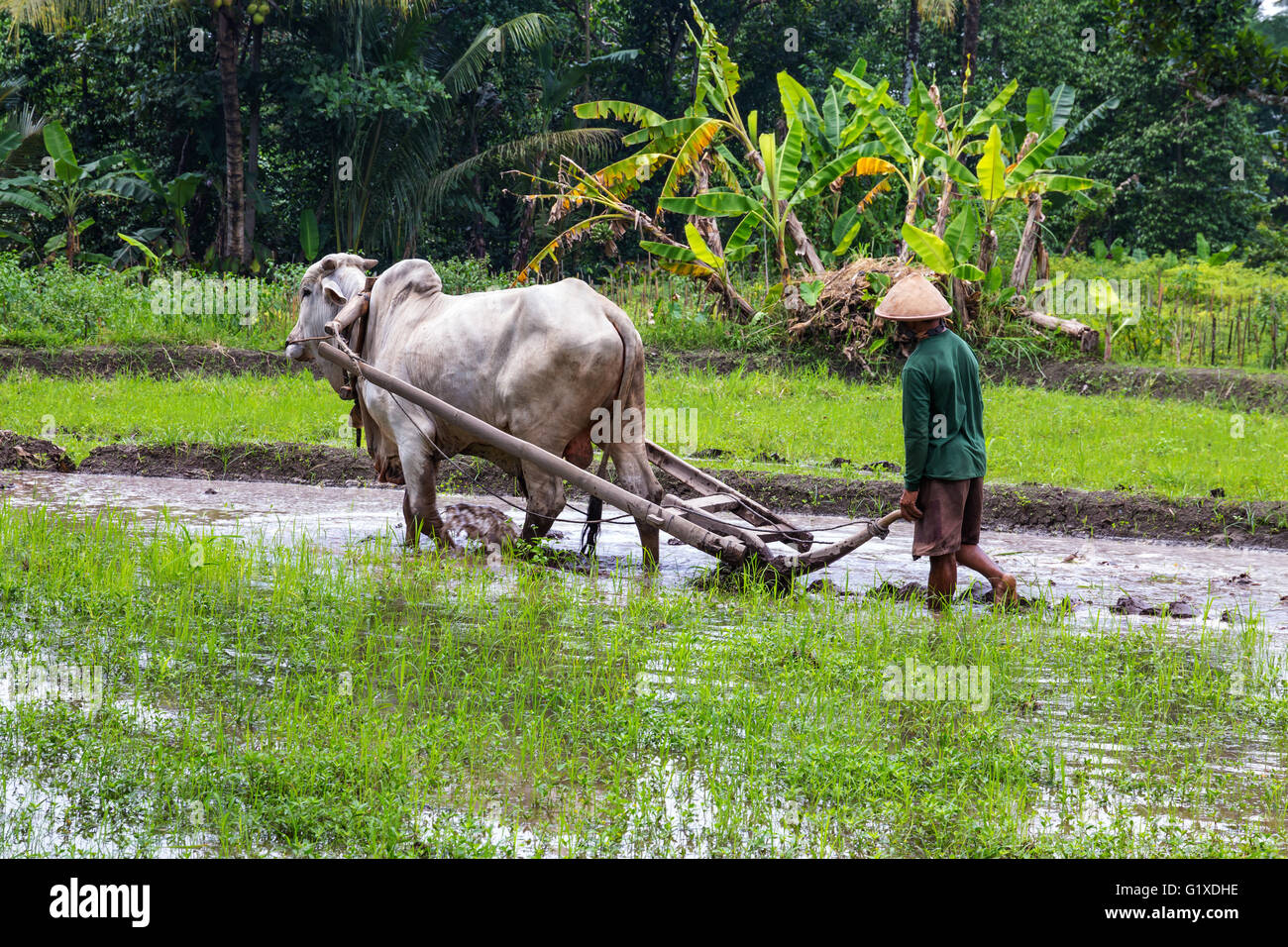 Coltivatore arando un risone nel villaggio vicino vulcano Merapi. Java Indonesia. Foto Stock