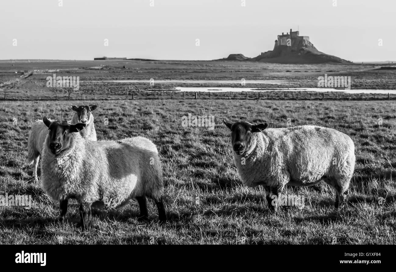 In bianco e nero le pecore di Lindisfarne.............. Foto Stock