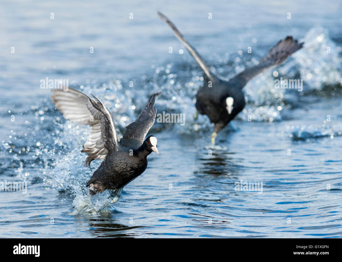 Una folaga insegue la sua rivale dal suo territorio Foto Stock