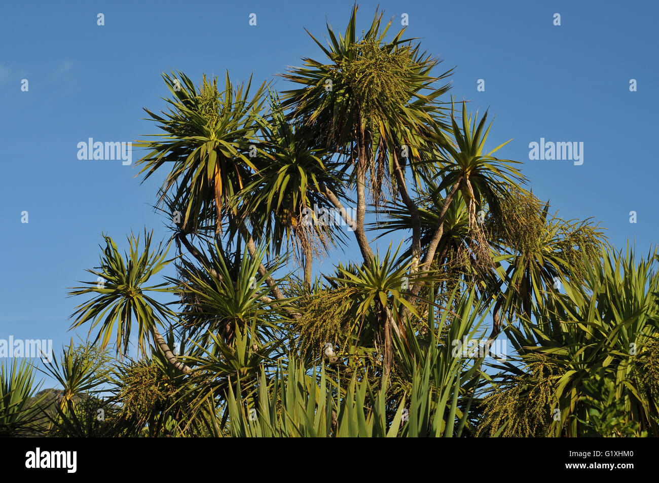 Treetops di alberi di cavolo Foto Stock