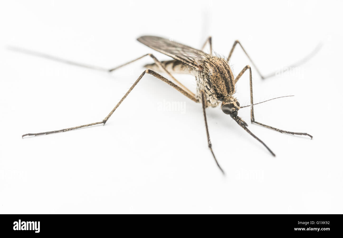 Un close-up o la macro di una zanzara su sfondo bianco Foto Stock