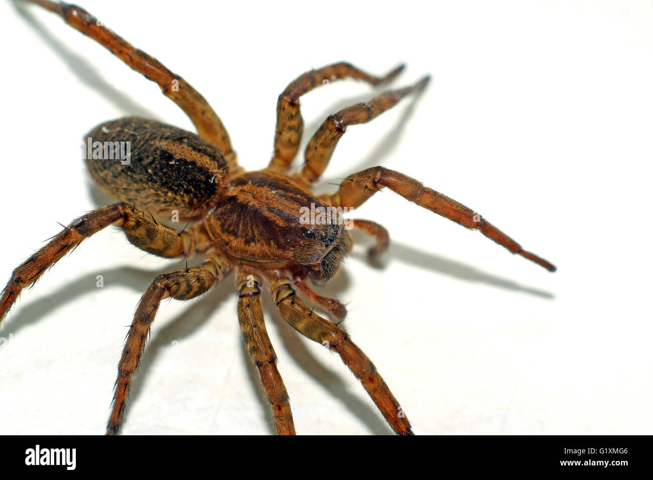 Terribile brown spider estrema closeup Foto Stock