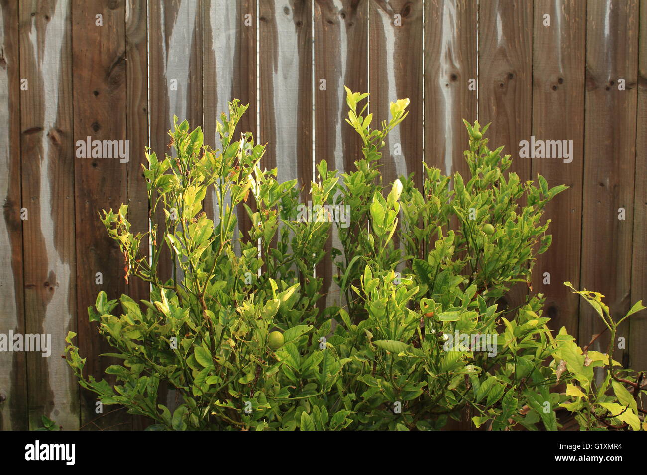 Un kalamansi o calamondin (Citrofortunella microcarpa) arbusto mangiato da carterpillars che sono ora in fase di pupa Foto Stock