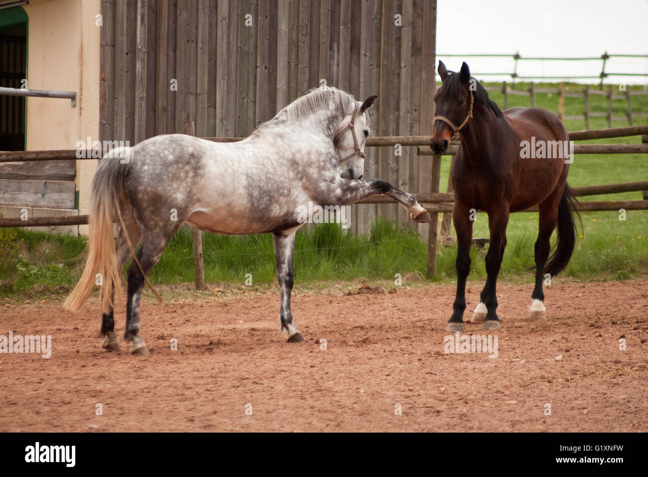 Cavalli play sul paddock. lotta e il comportamento naturale Foto Stock