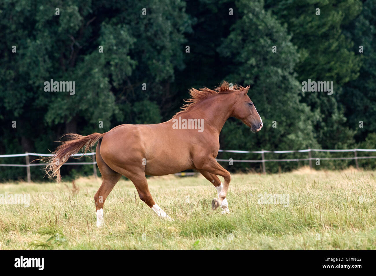Cavallo galoppo libero sul paddock Foto Stock
