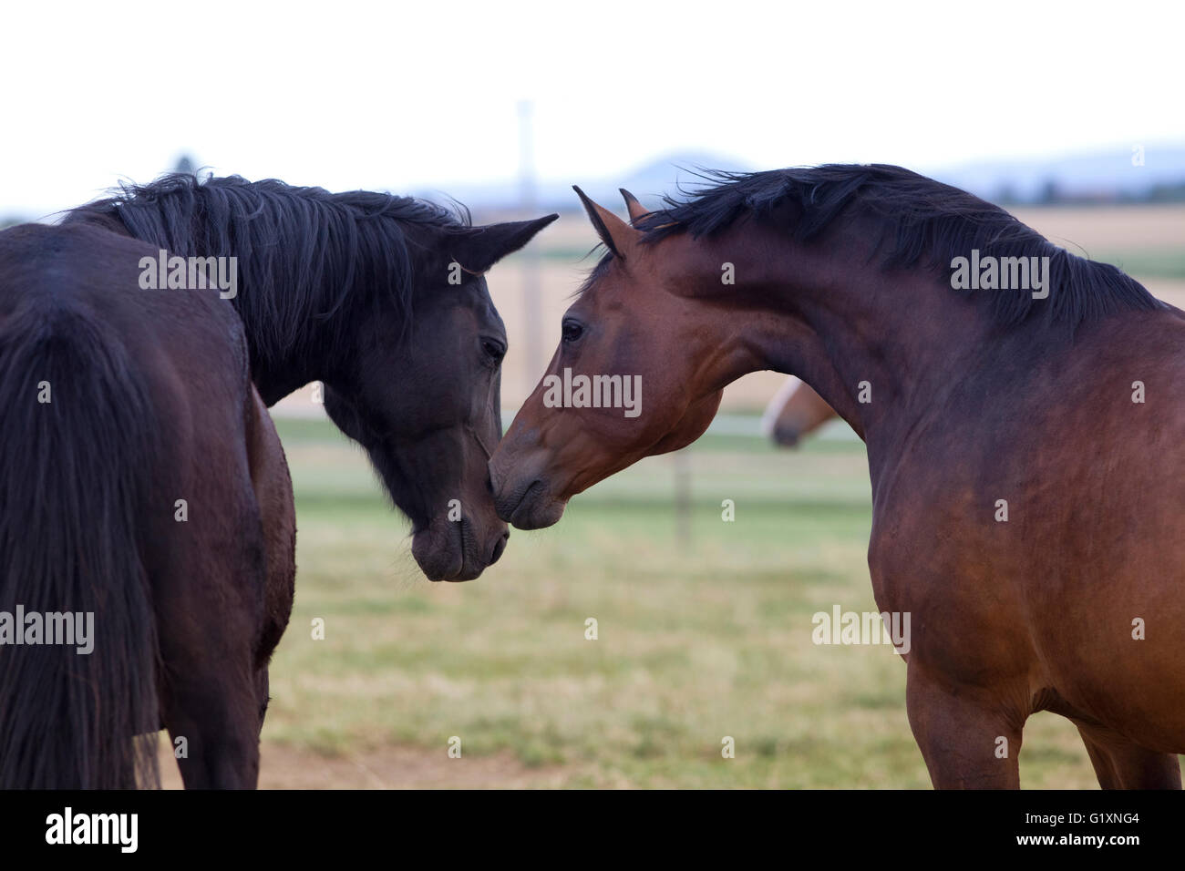 Due cavalli amici insieme. Horse amicizia e bel tocco con naso sniff Foto Stock