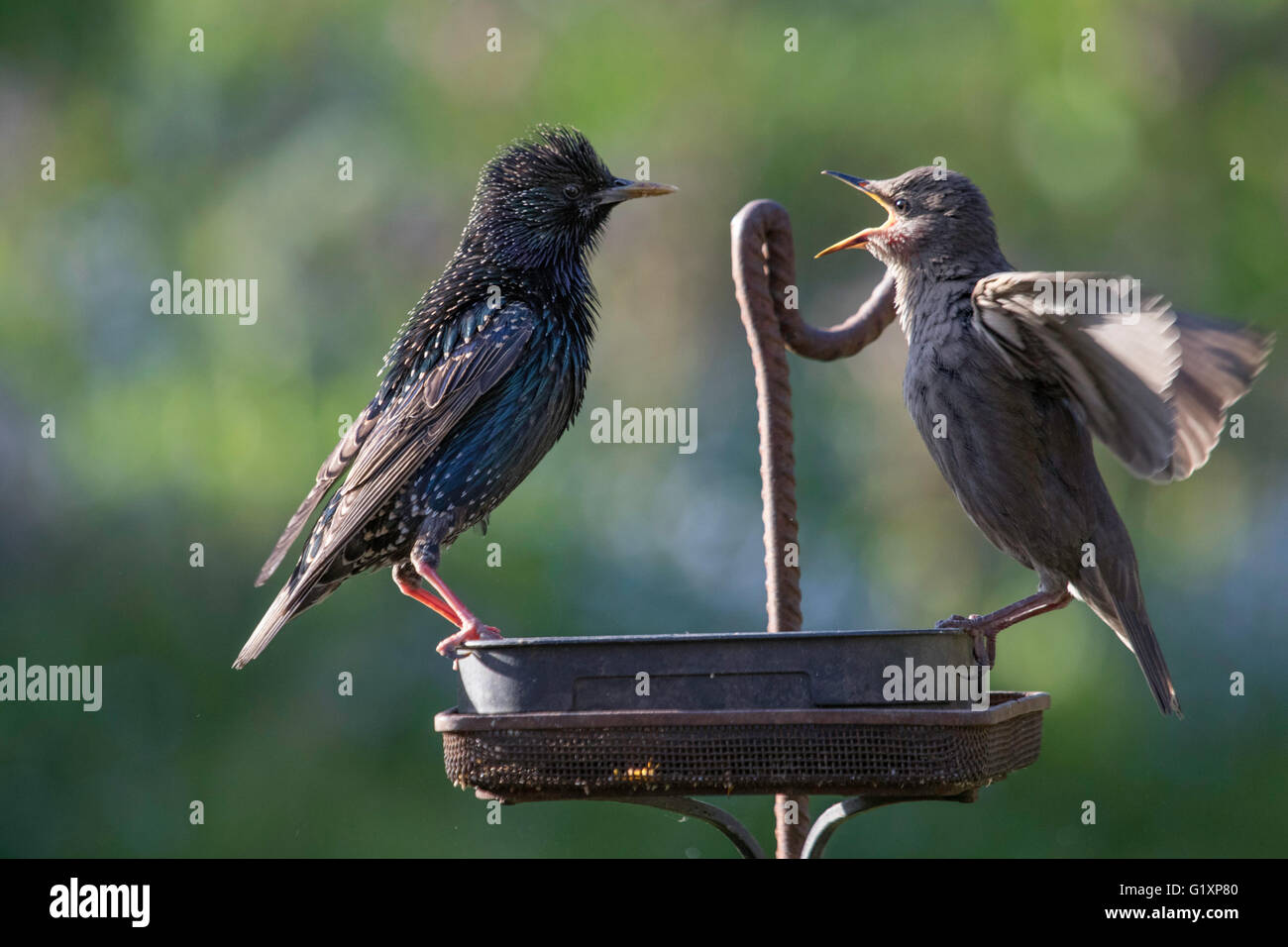 Unione Starling (Sturnidae) con un bambino in un giardino, England, Regno Unito Foto Stock