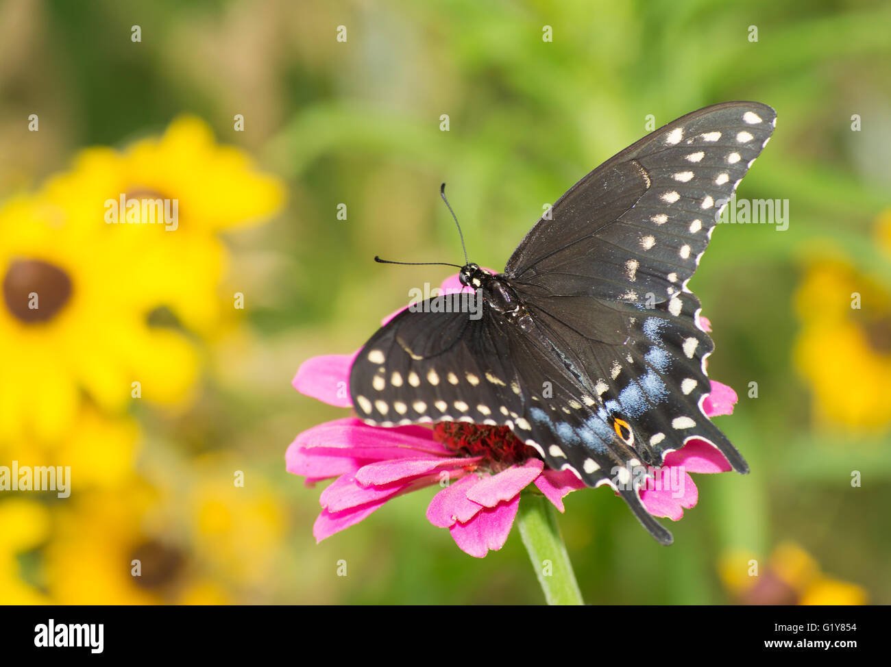 Nero a farfalla a coda di rondine alimentazione su un fiore nel giardino estivo Foto Stock