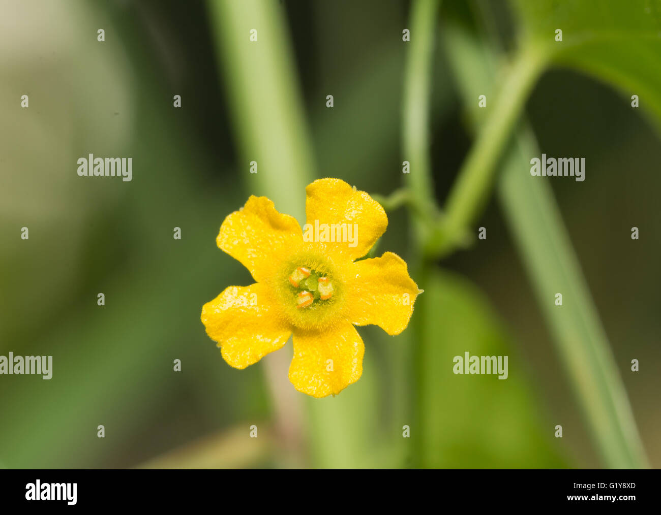 Piccolo fiore giallo di creeping cetriolo, Melothria Pendula Foto Stock