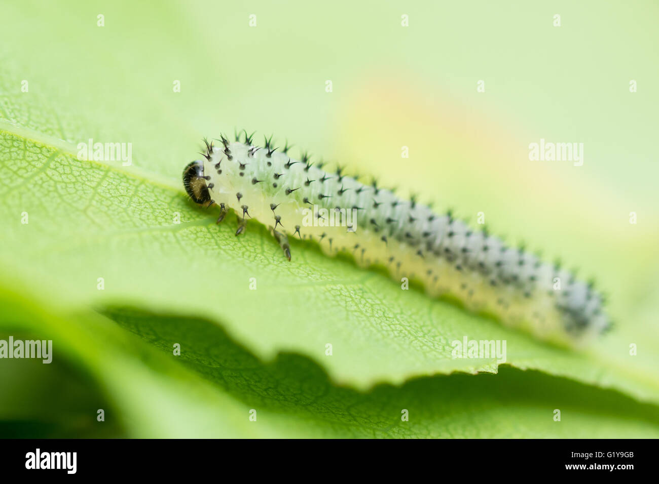 Oak sawfly (Periclista lineolata) larva. Sawfly pungenti caterpillar in famiglia Tenthredinidae alimentazione su albero di quercia (Quercus sp.) Foto Stock