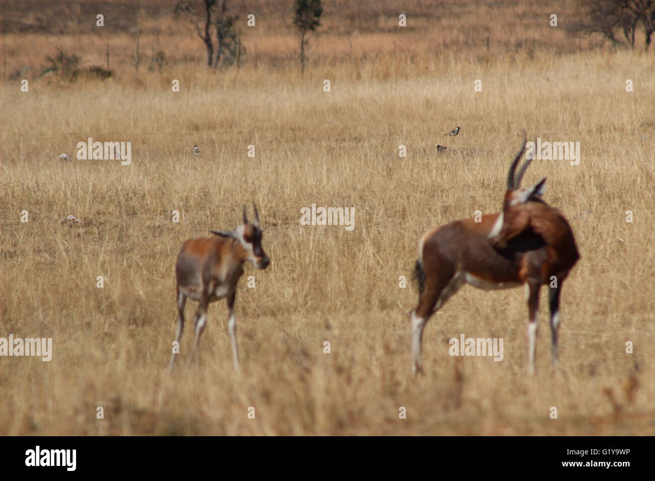 La madre e il bambino cervi in Africa la fauna selvatica Foto Stock