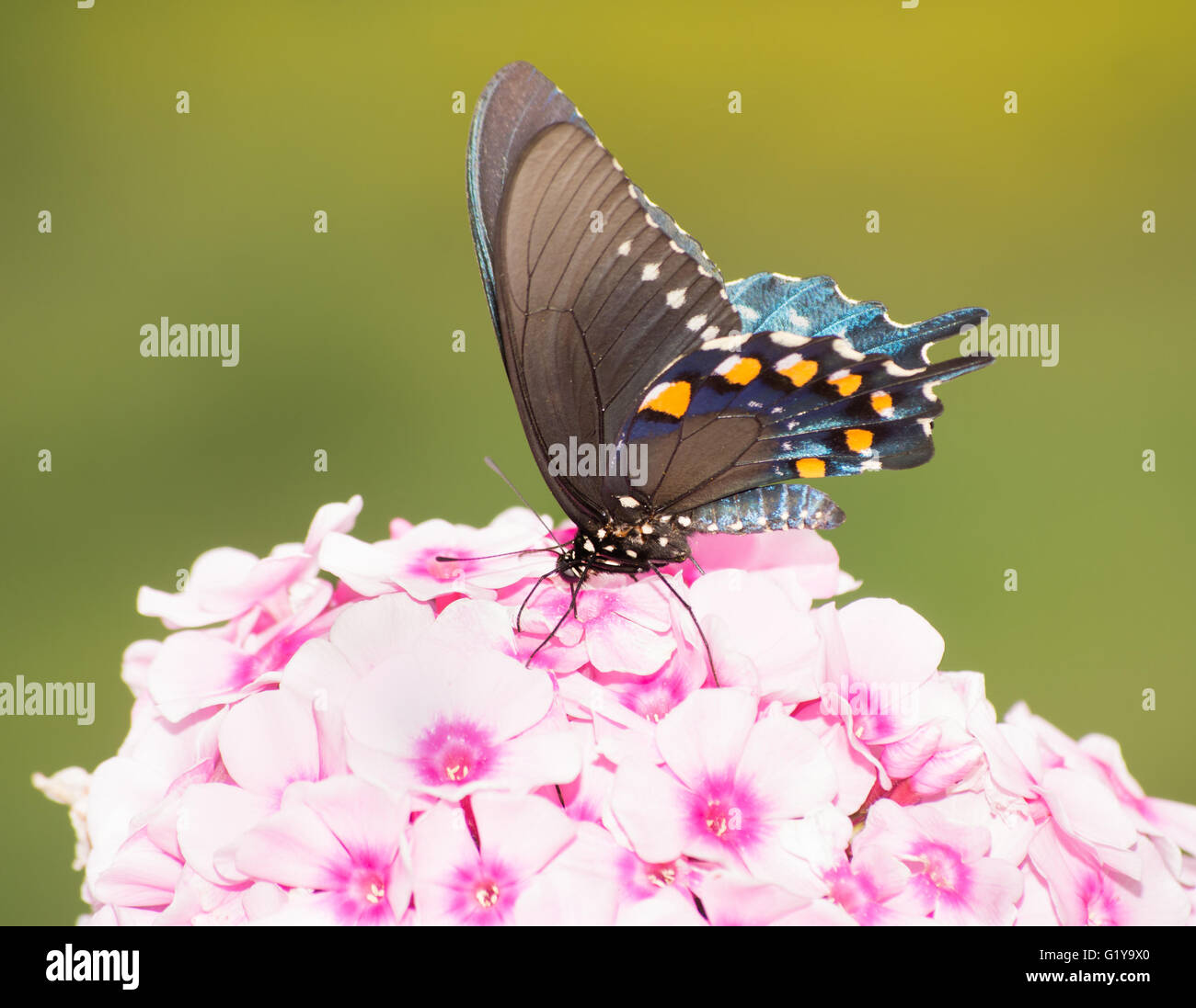 Vista ventrale di un verde a coda di rondine di alimentazione a farfalla sulla luce rosa Phlox fiori Foto Stock