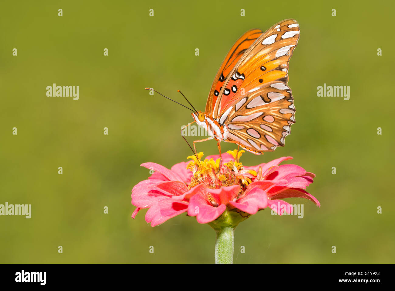 Arancione, nero e argento Gulf Fritillary butterfly alimentazione su un fiore nel giardino estivo Foto Stock