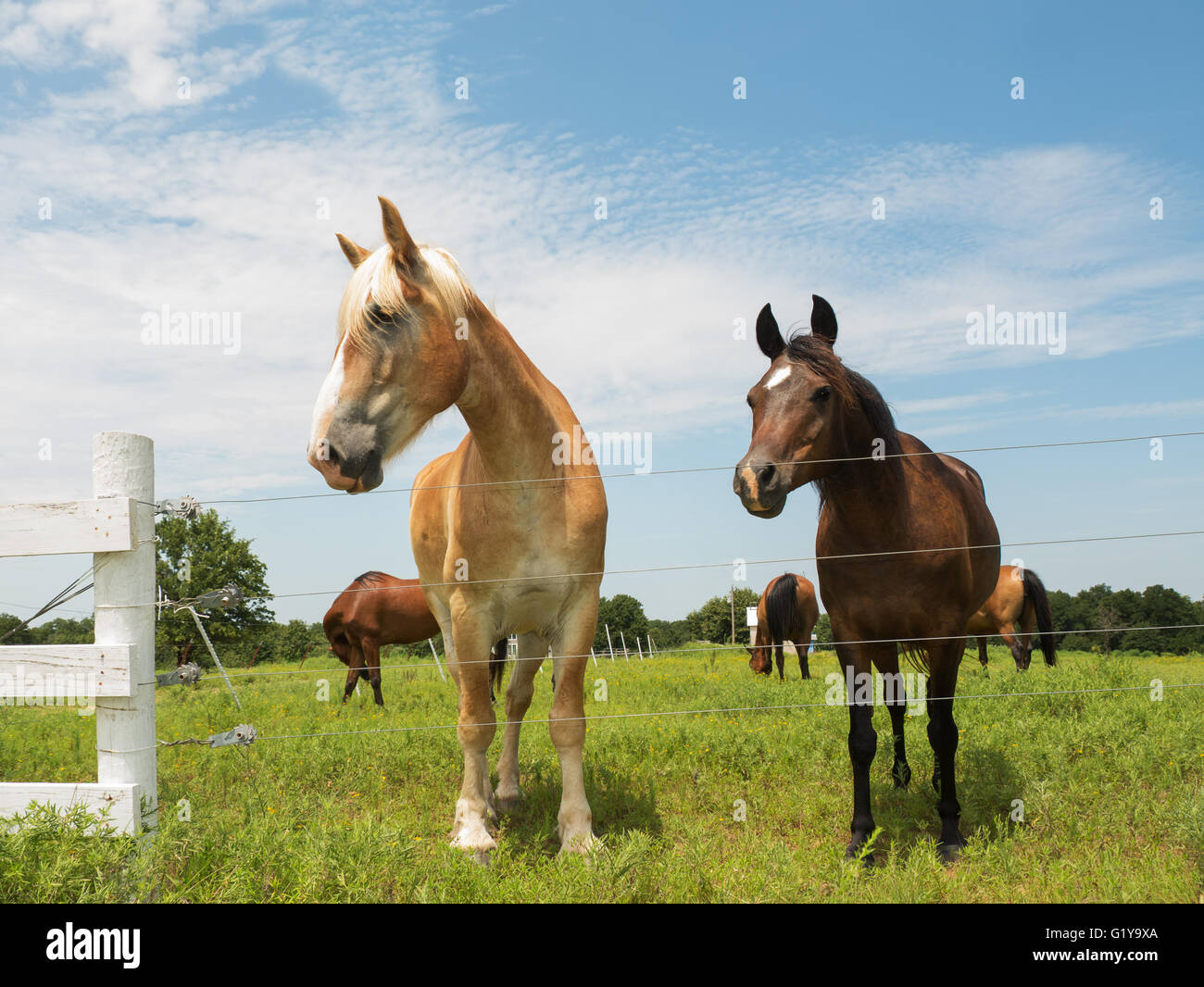 Due cavalli, grandi e piccoli, guardando sopra un recinto di filo Foto Stock