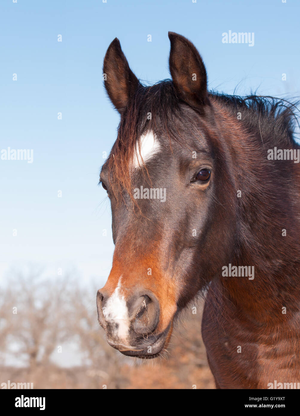 Carino dark bay Arabian Horse guardando a sinistra del visualizzatore con un espressione dolce nei suoi occhi Foto Stock