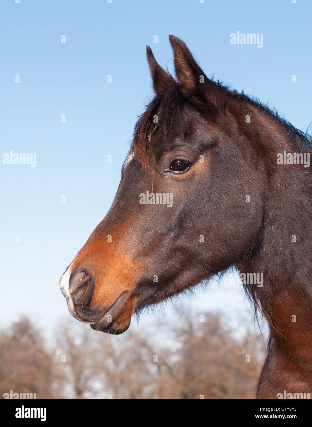 Profilo di un simpatico dark bay Arabian Horse contro blu cielo invernale Foto Stock