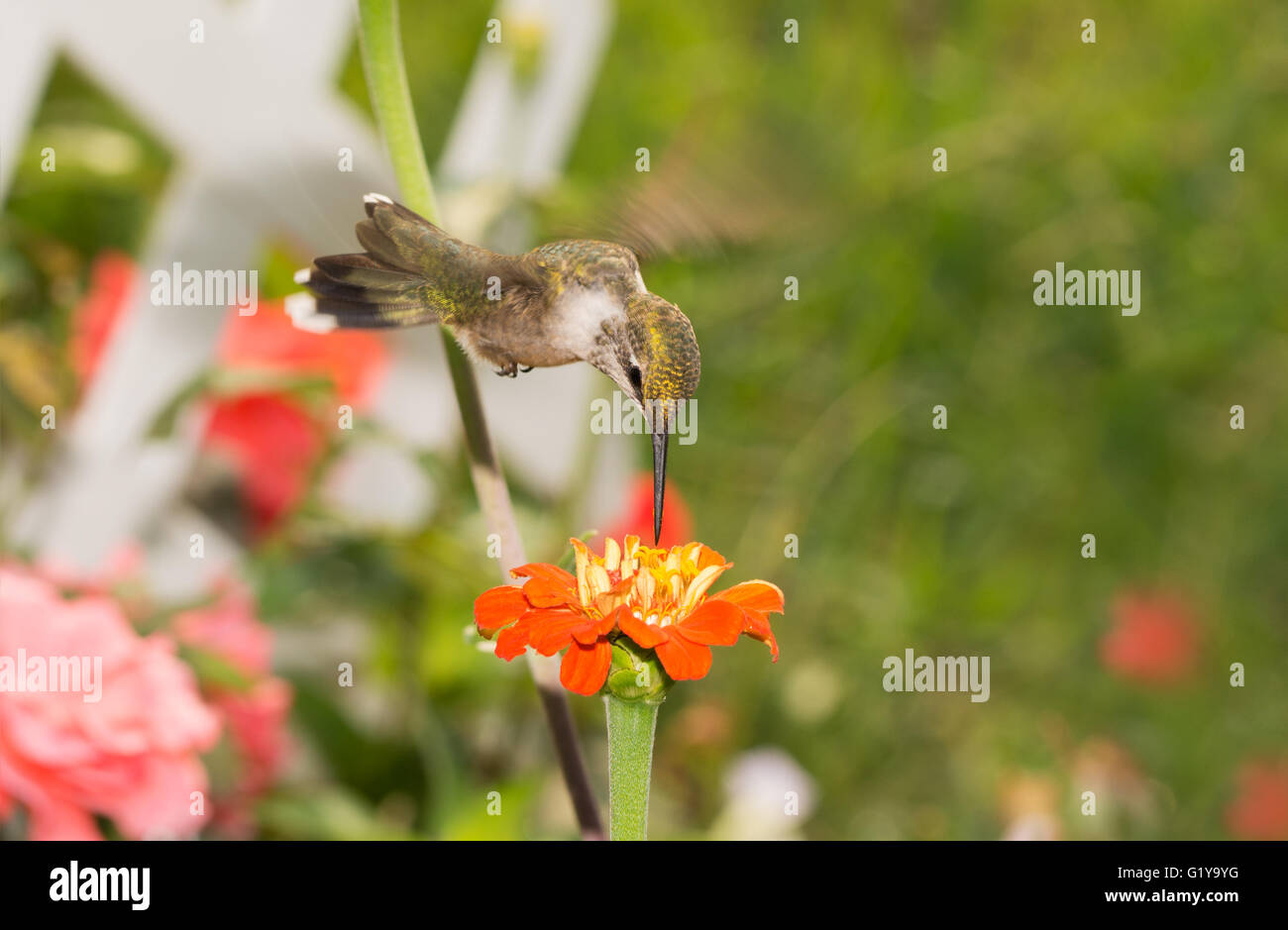 Ruby-throated Hummingbird in bilico su un fiore di arancia in cerca di nettare, in un soleggiato giardino estivo Foto Stock