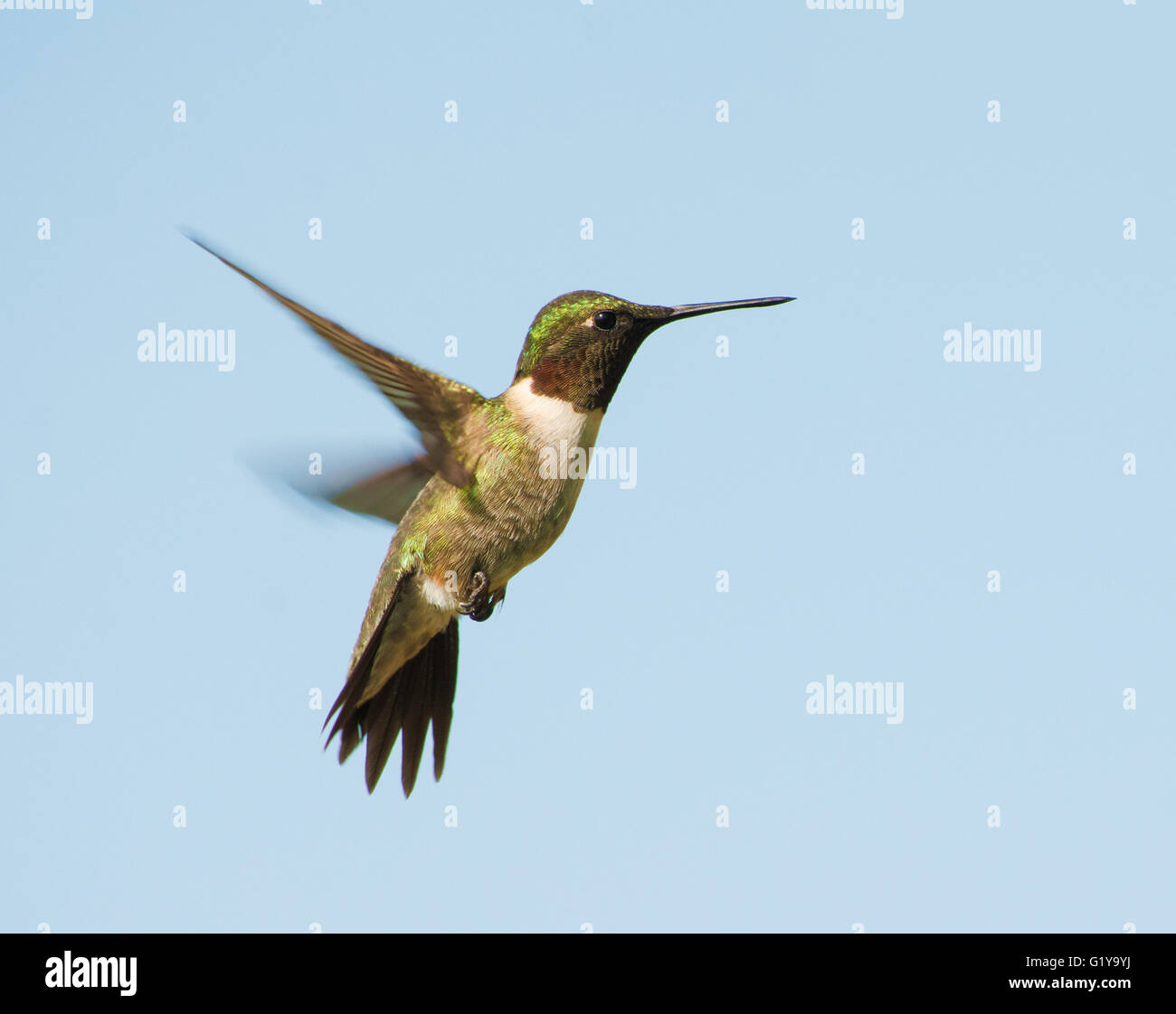 Maschio di Ruby-throated Hummingbird hovering, con un cielo blu sullo sfondo Foto Stock