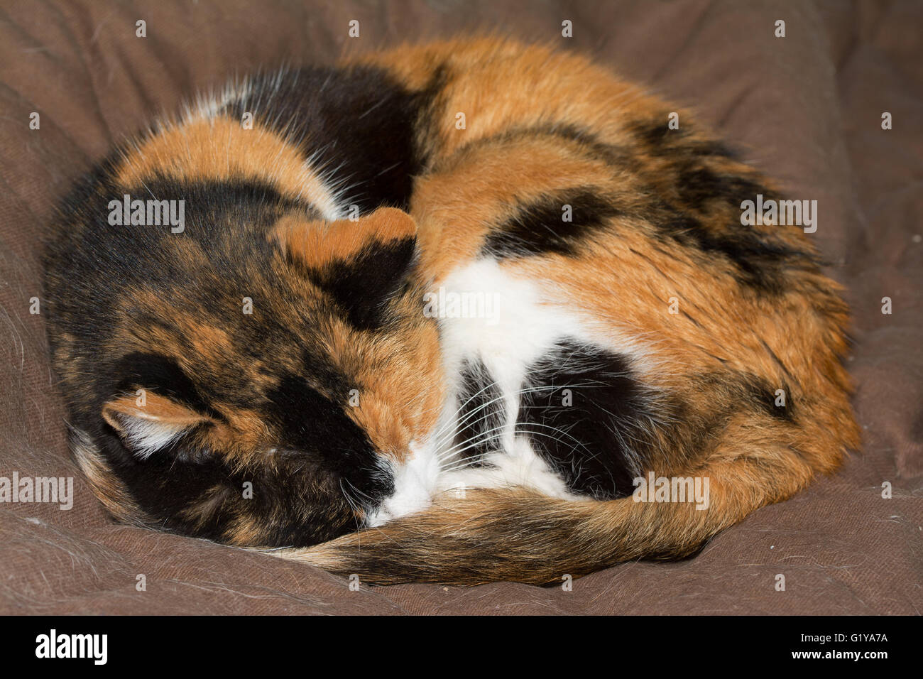 Gatta Calico addormentato, avvolto a ricciolo stretto, su marrone letto soffice Foto Stock