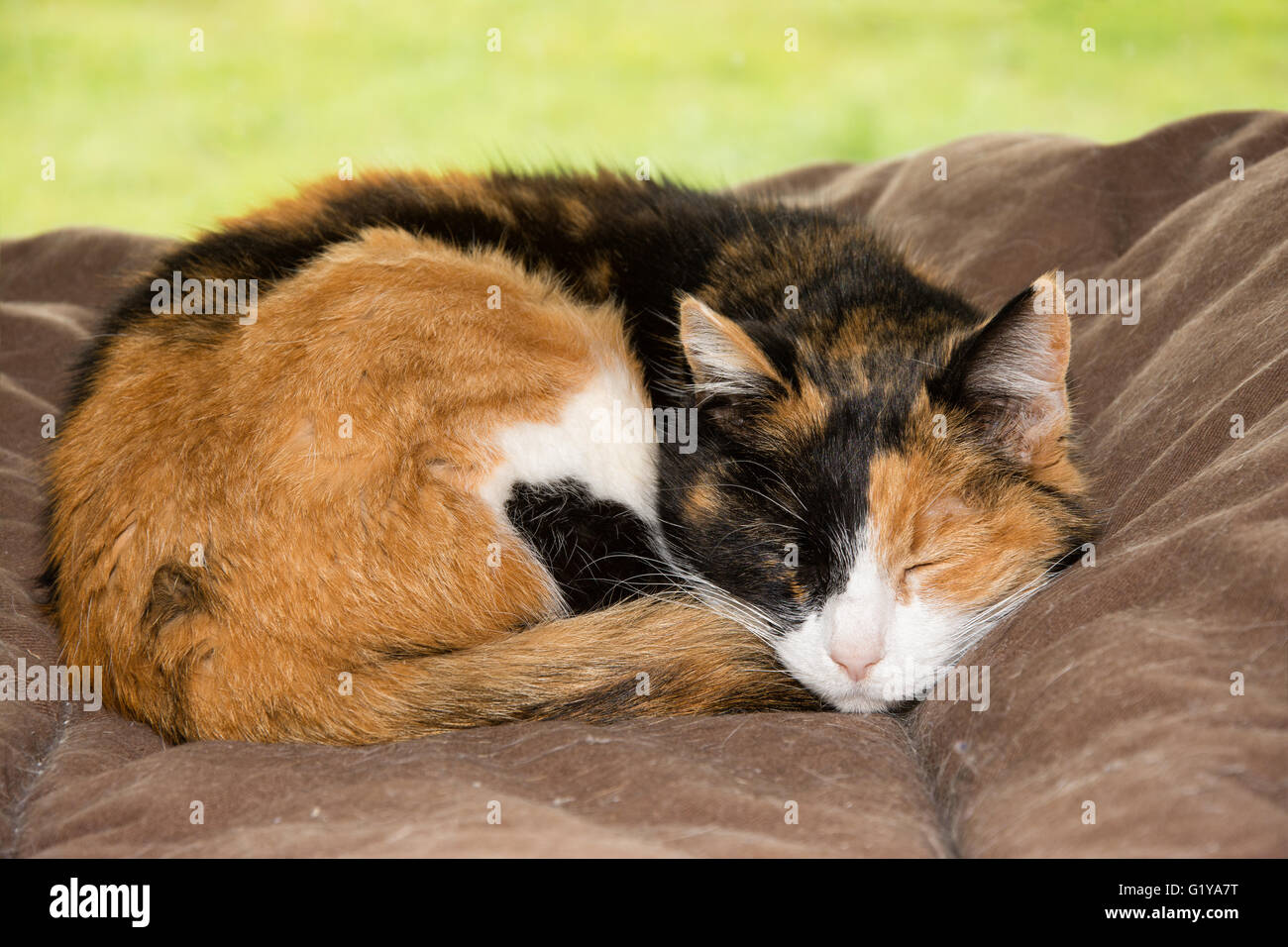 Vecchia gatta calico dormendo pacificamente in un morbido letto di fronte a una finestra Foto Stock