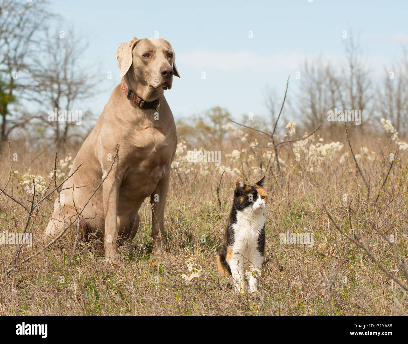 Gatta Calico con il suo cane Weimaraner amico seduto in erba in primavera, guardando nella stessa direzione Foto Stock