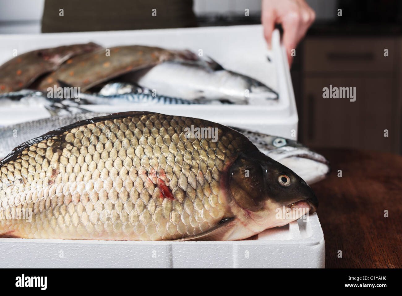 Una scatola di pesce su un tavolo da cucina con una carpa in primo piano Foto Stock