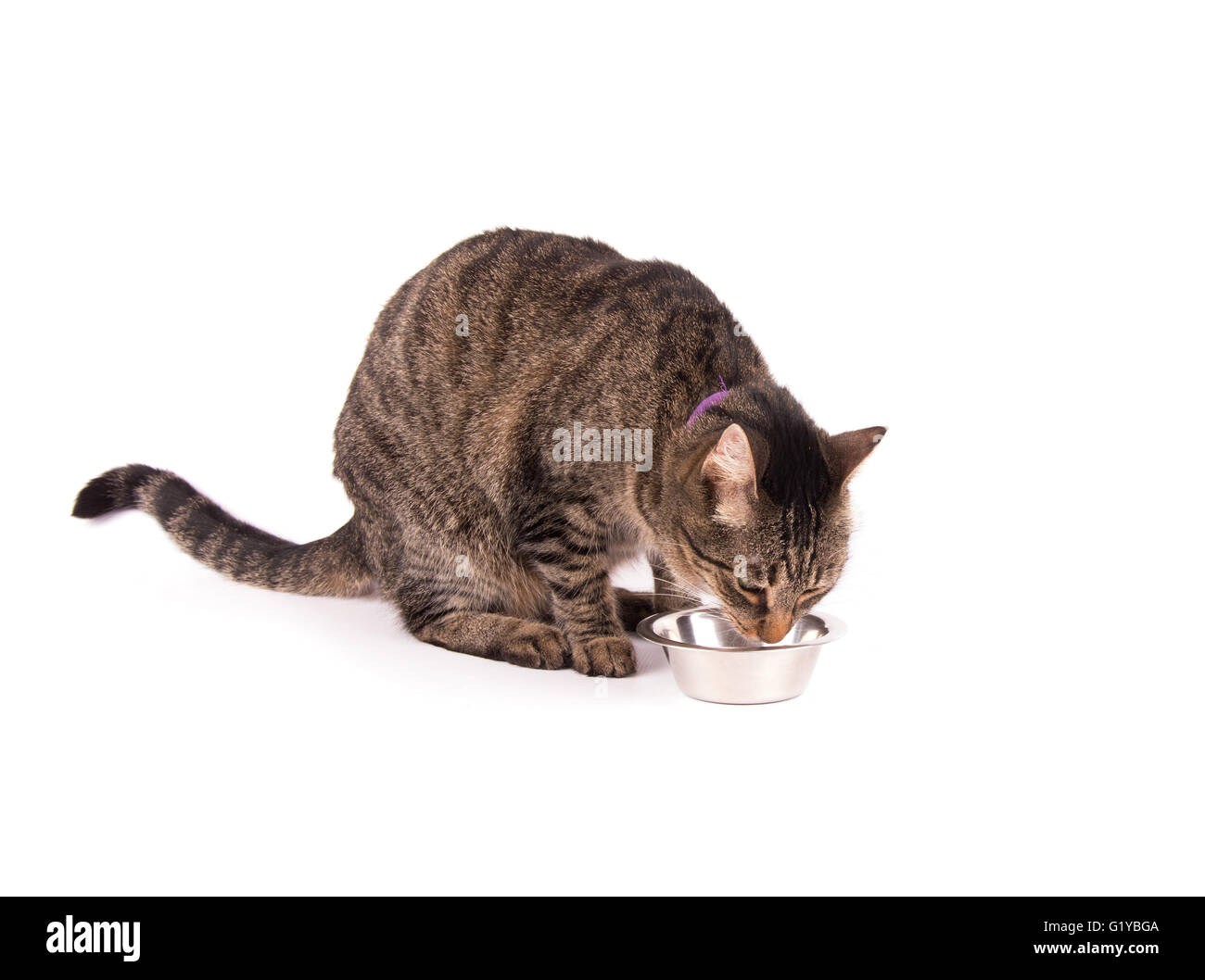 Brown tabby cat di mangiare da una ciotola di argento, su bianco Foto Stock