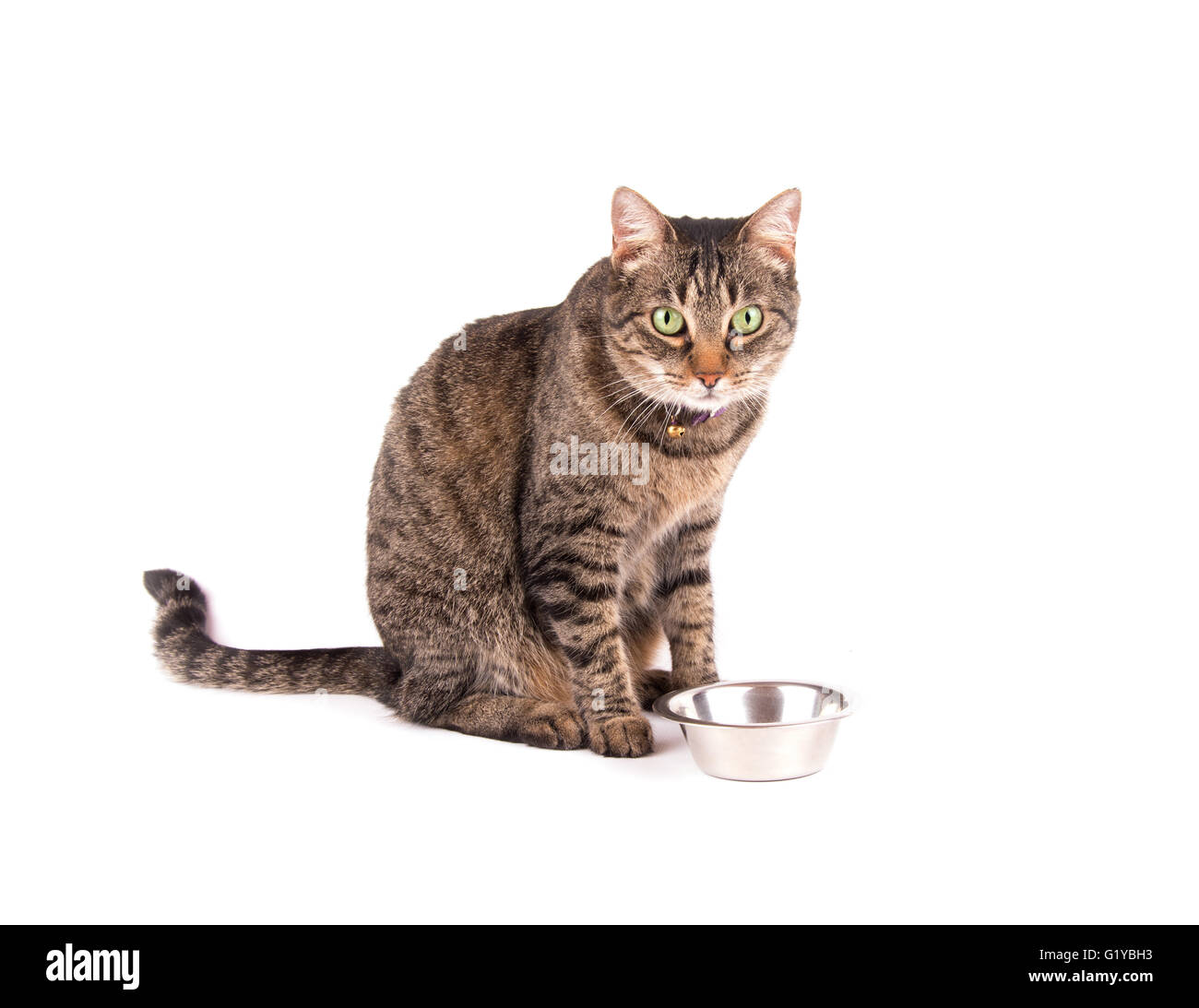 Brown tabby cat con una ciotola di cibo, su bianco Foto Stock