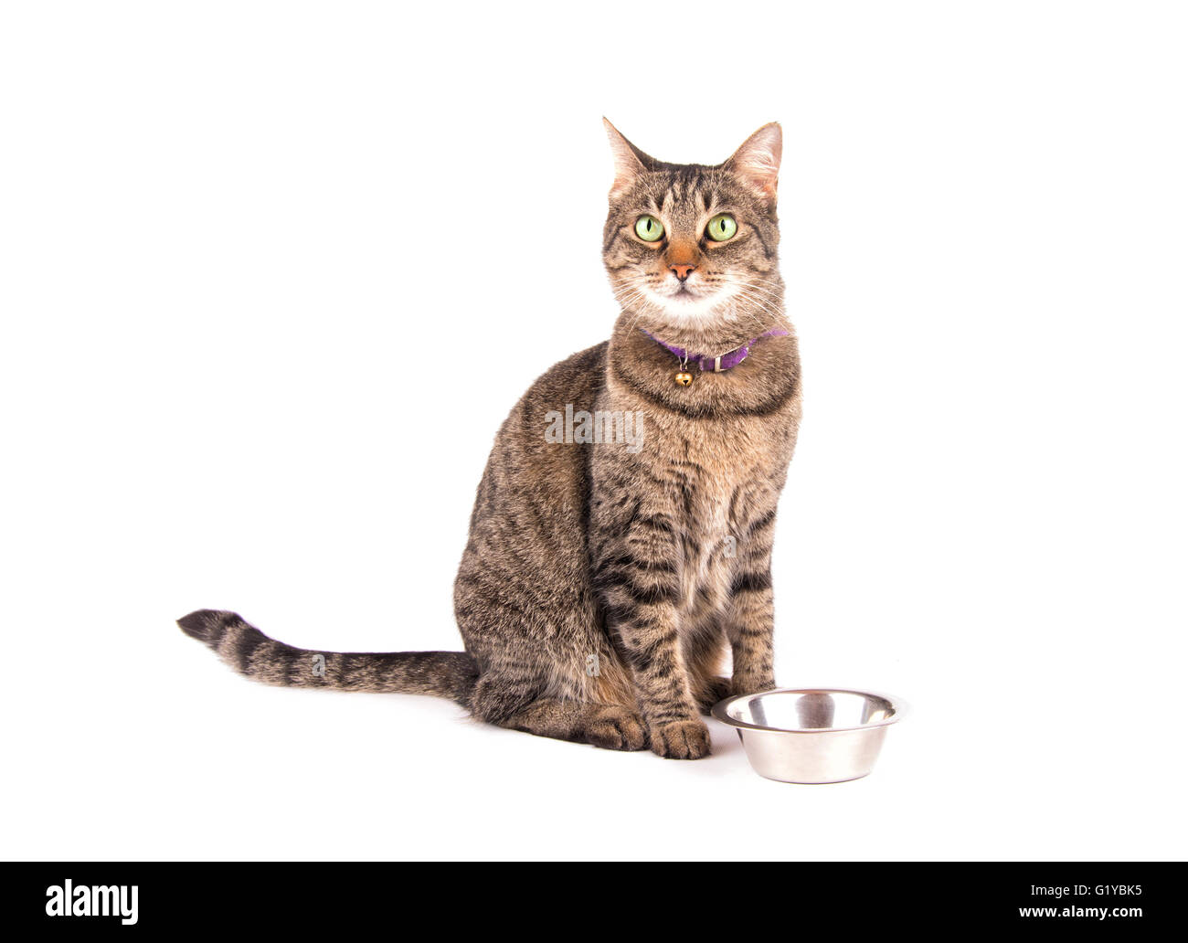 Brown tabby cat in attesa per la cena, seduta accanto alla sua ciotola, su bianco Foto Stock