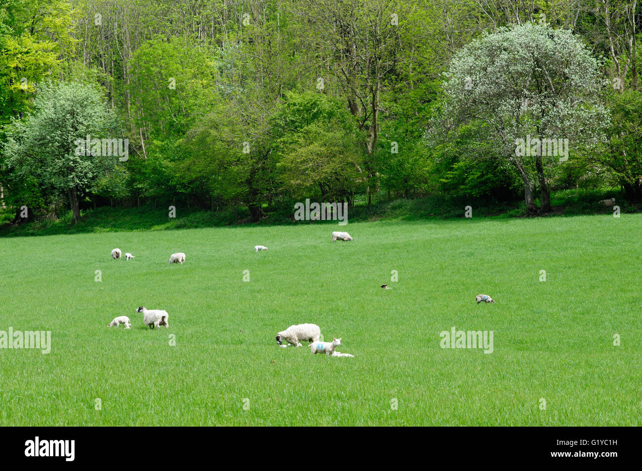 Gli agnelli e le pecore nel paesaggio rurale campo England Regno Unito Foto Stock