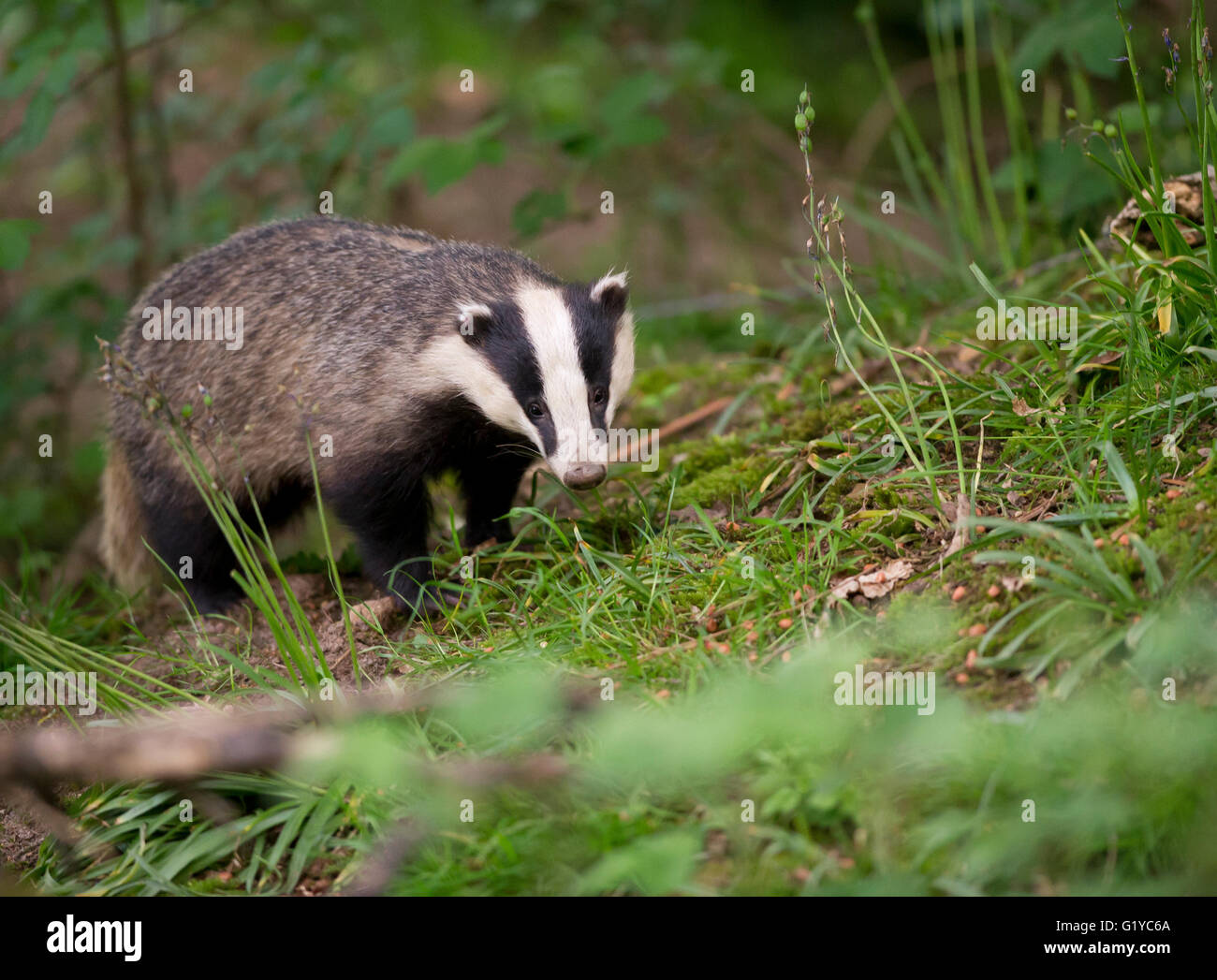 Europea (Badger Meles meles) Foto Stock