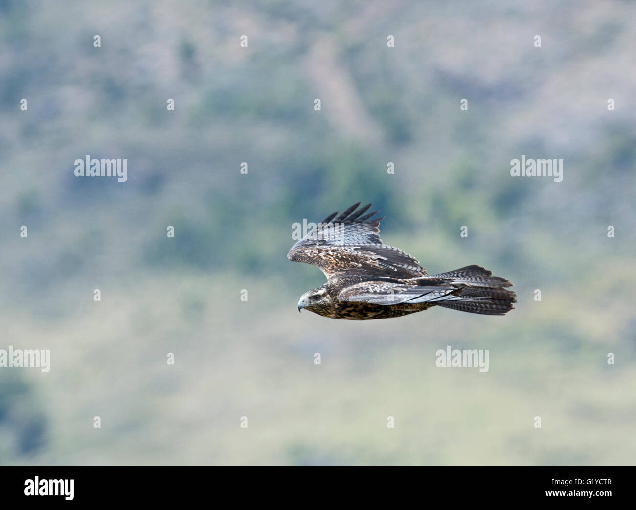 Nero-chested poiana-Eagle (Geranoaetus melanoleucus) immaturo Patagonia Cile Foto Stock