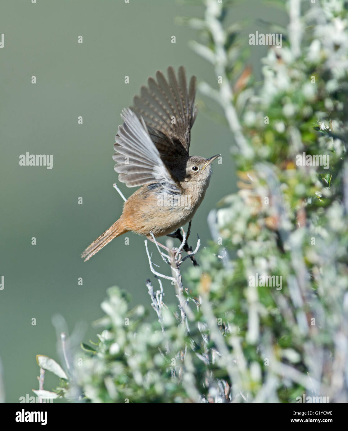Casa meridionale scricciolo - Troglodytes aedon musculus Torres del Paine Patagonia Cile Foto Stock