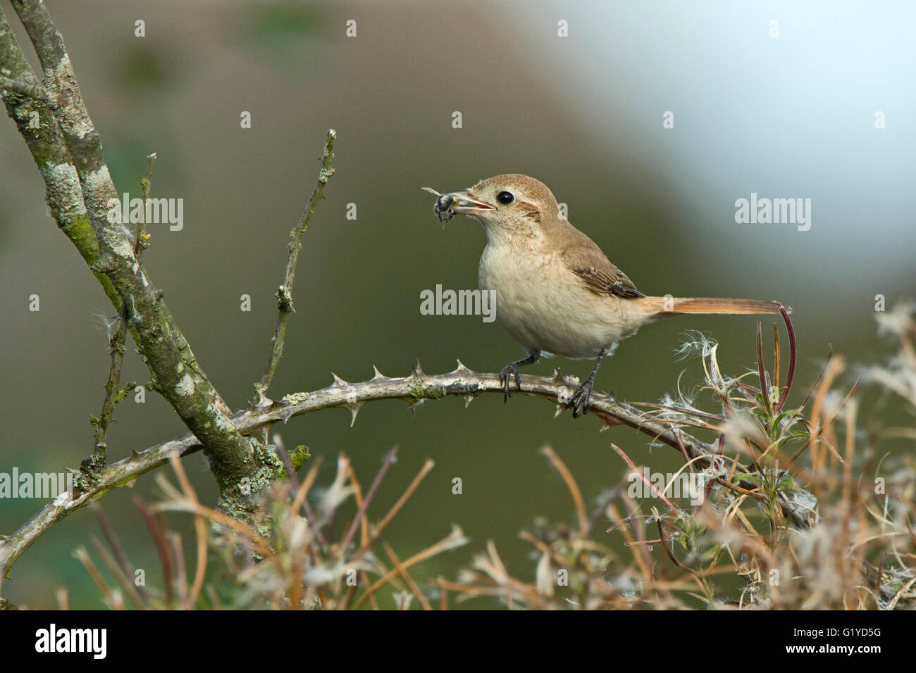 Isabelline (Daurian) Shrike Lanius isabellinus Beeston comuni di Norfolk Ottobre 2015 Foto Stock