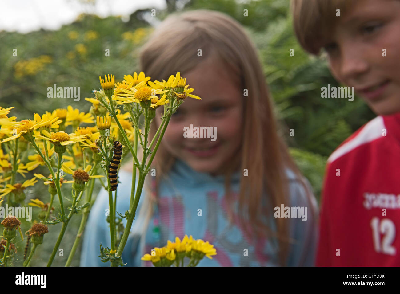 Ragazzo e ragazza guardando Cinnibar Moth bruchi su erba tossica, Kelling Heath Norfolk estate Foto Stock