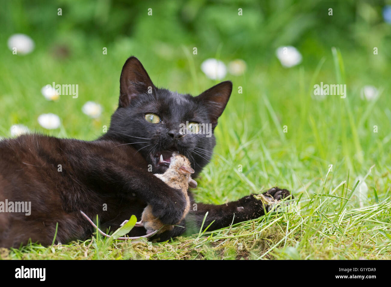Nero gatto domestico in giardino con recentemente catturati mouse Norfolk Foto Stock