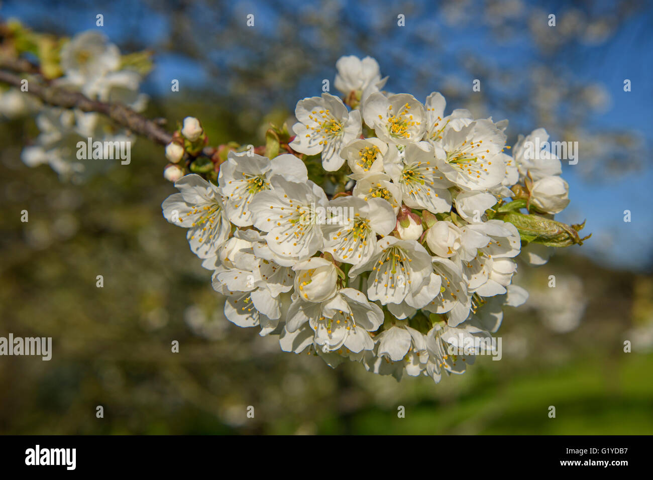 Fioritura il ramo con fiori di ciliegio, dettaglio, Riserva della Biosfera Svevo, Baden-Württemberg, Germania Foto Stock