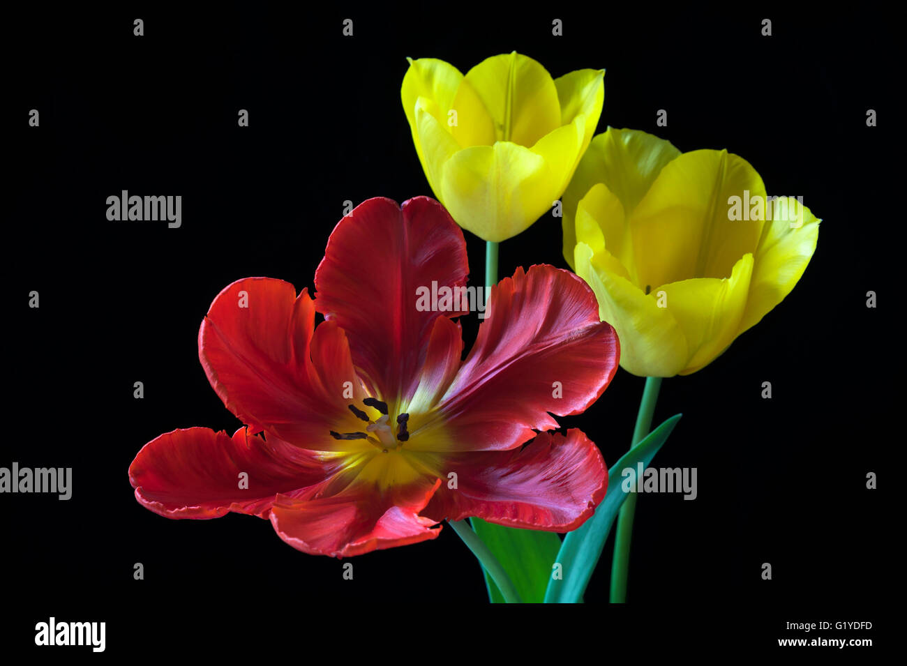 Tulipani gialli e red parrot tulip (Tulipa), sfondo nero Foto Stock