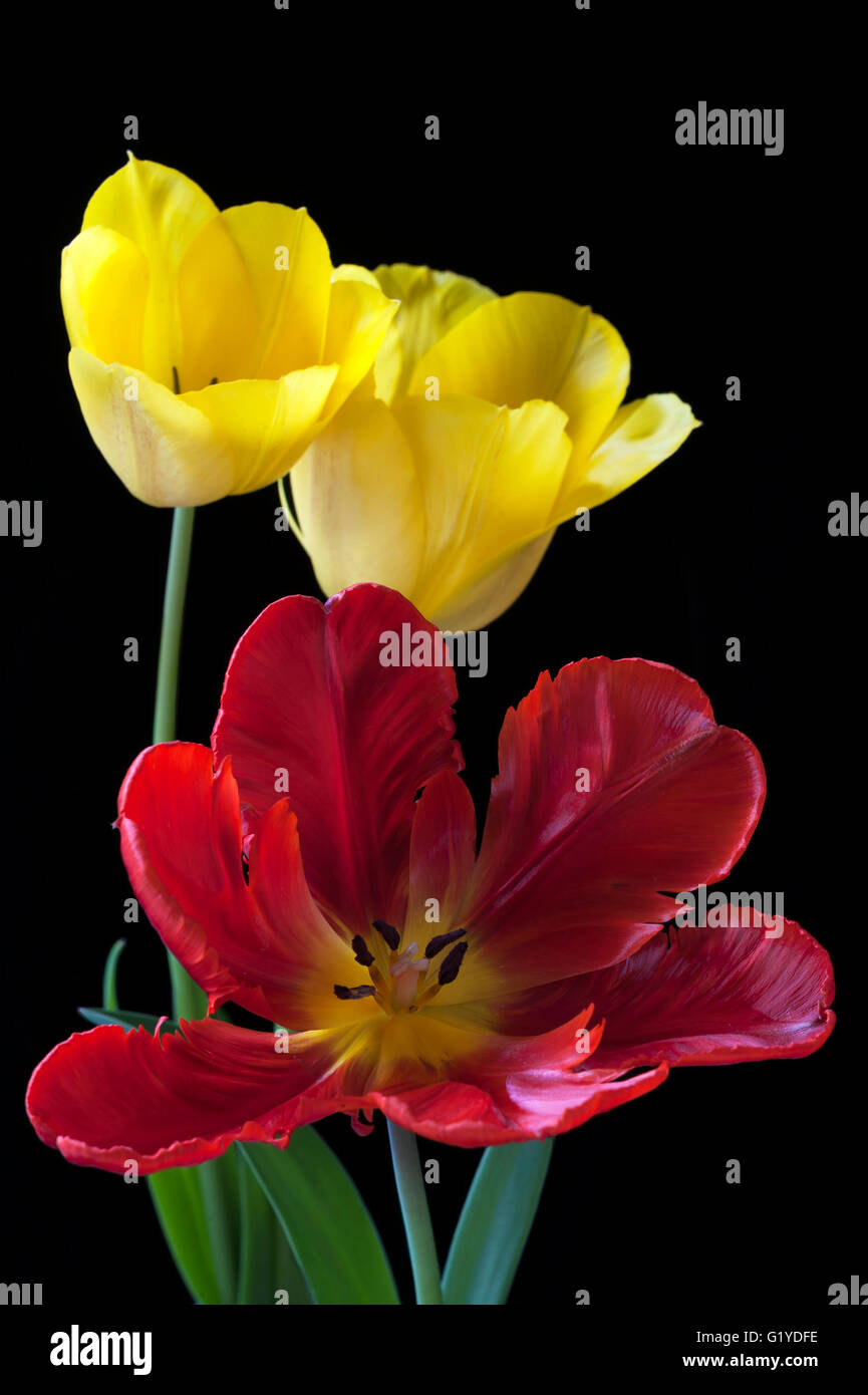 Tulipani gialli e red parrot tulip (Tulipa), sfondo nero Foto Stock
