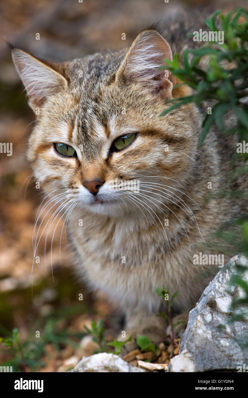 Il gatto domestico seduto, ritratto, Sardegna, Italia Foto Stock