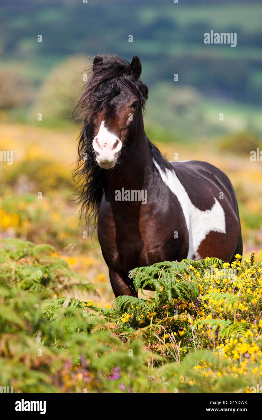 Dartmoor Hill Highland Pony, bianco marrone chiazzato, stallone, blooming heather, brughiere, Parco Nazionale di Dartmoor, Devon Foto Stock