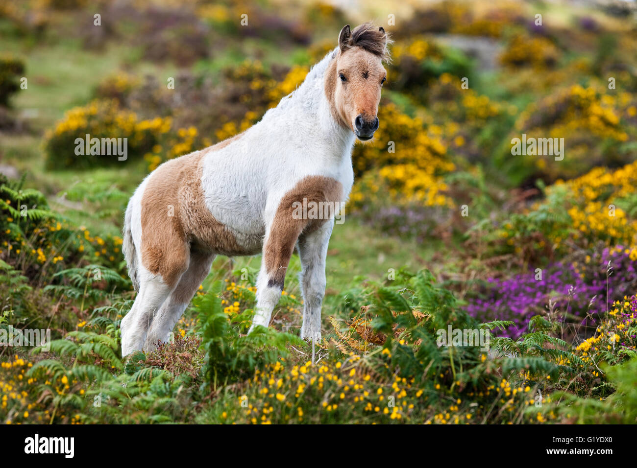 Dartmoor Hill Highland Pony, bianco marrone pied, puledri, fioritura heather, brughiere, Parco Nazionale di Dartmoor, Devon, Regno Unito Foto Stock