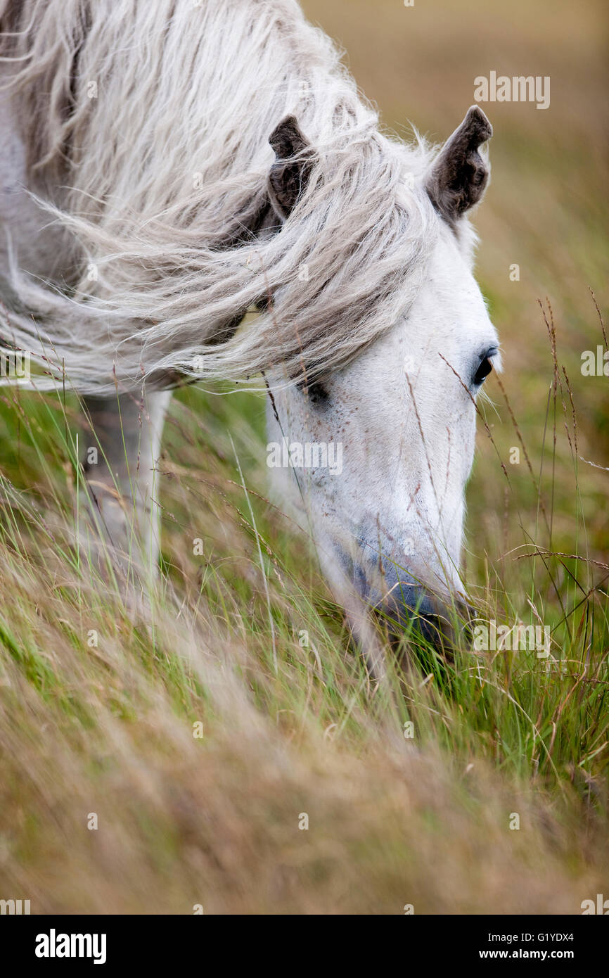 Dartmoor Hill Highland Pony, grigio al pascolo, Parco Nazionale di Dartmoor, Devon, Regno Unito Foto Stock