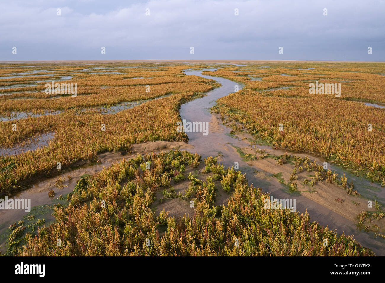 Marsh samphire / la salicornia (Salicornia europaea) on Salt Marsh a Stiffkey paludi North Norfolk Ottobre Foto Stock