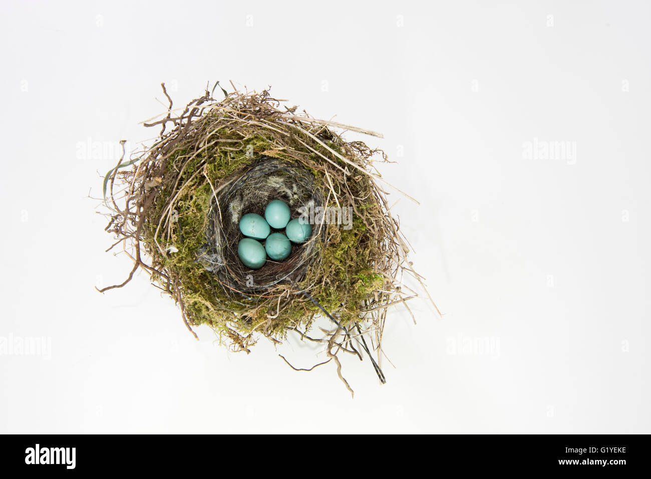Dunnock Prunella modularis nido e uova NORFOLK REGNO UNITO Foto Stock