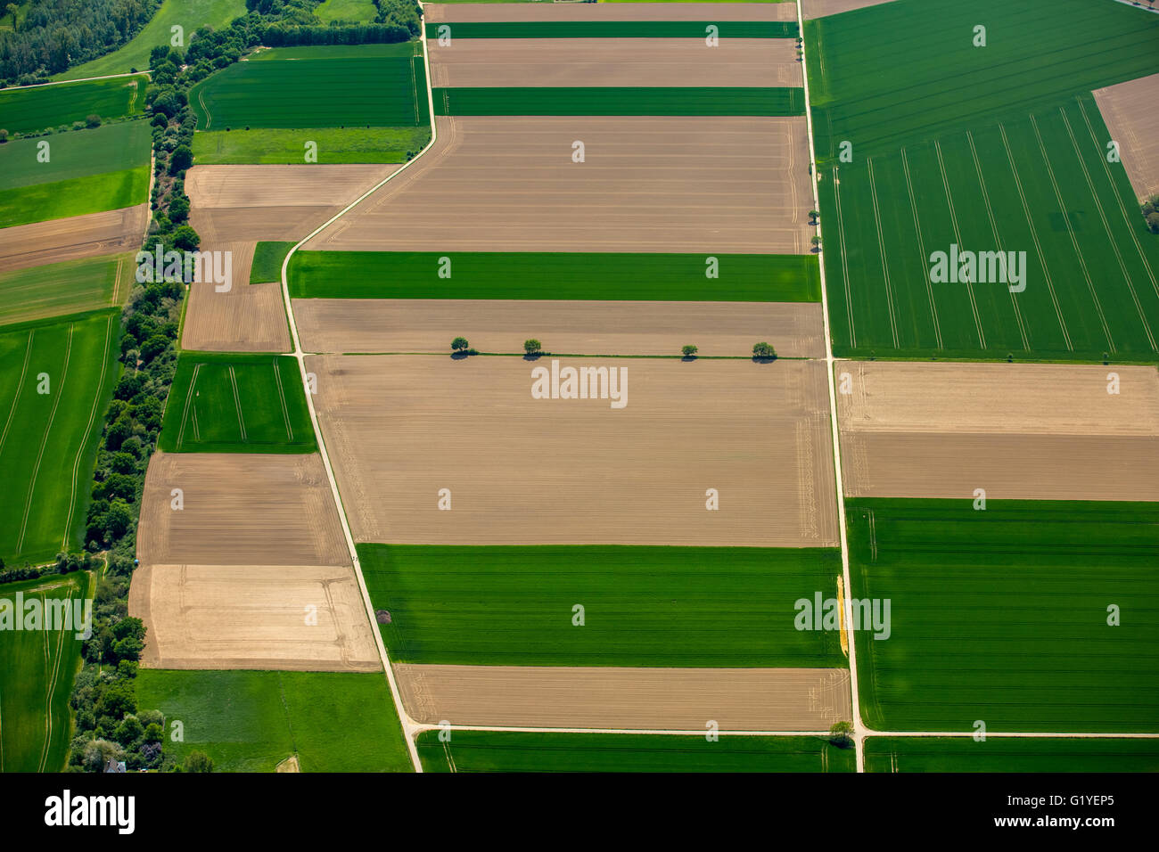 Vista aerea, cornfields sul Basso Reno, successi, rotazione delle colture e campi di grano in primavera, Grevenbroich, Basso Reno, Foto Stock Vista aerea, cornfields sul Basso Reno, successi, rotazione delle colture e campi di grano in primavera, Grevenbroich, Basso Reno, Foto Stock