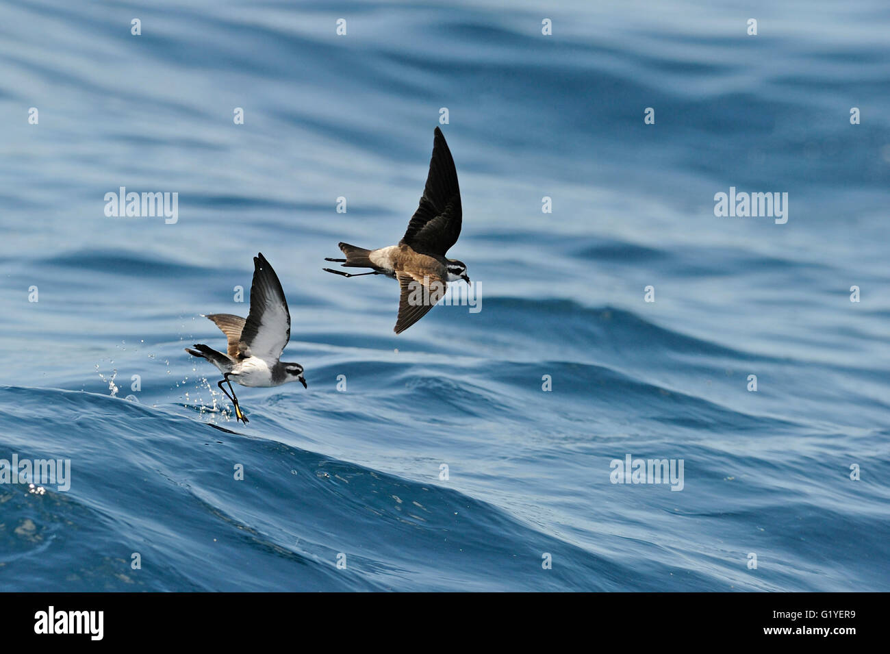 Di fronte bianco-storm petrel (noto anche come fregata Petrel) Pelagodroma marina Hauruki Golfo Nuova Zelanda Foto Stock