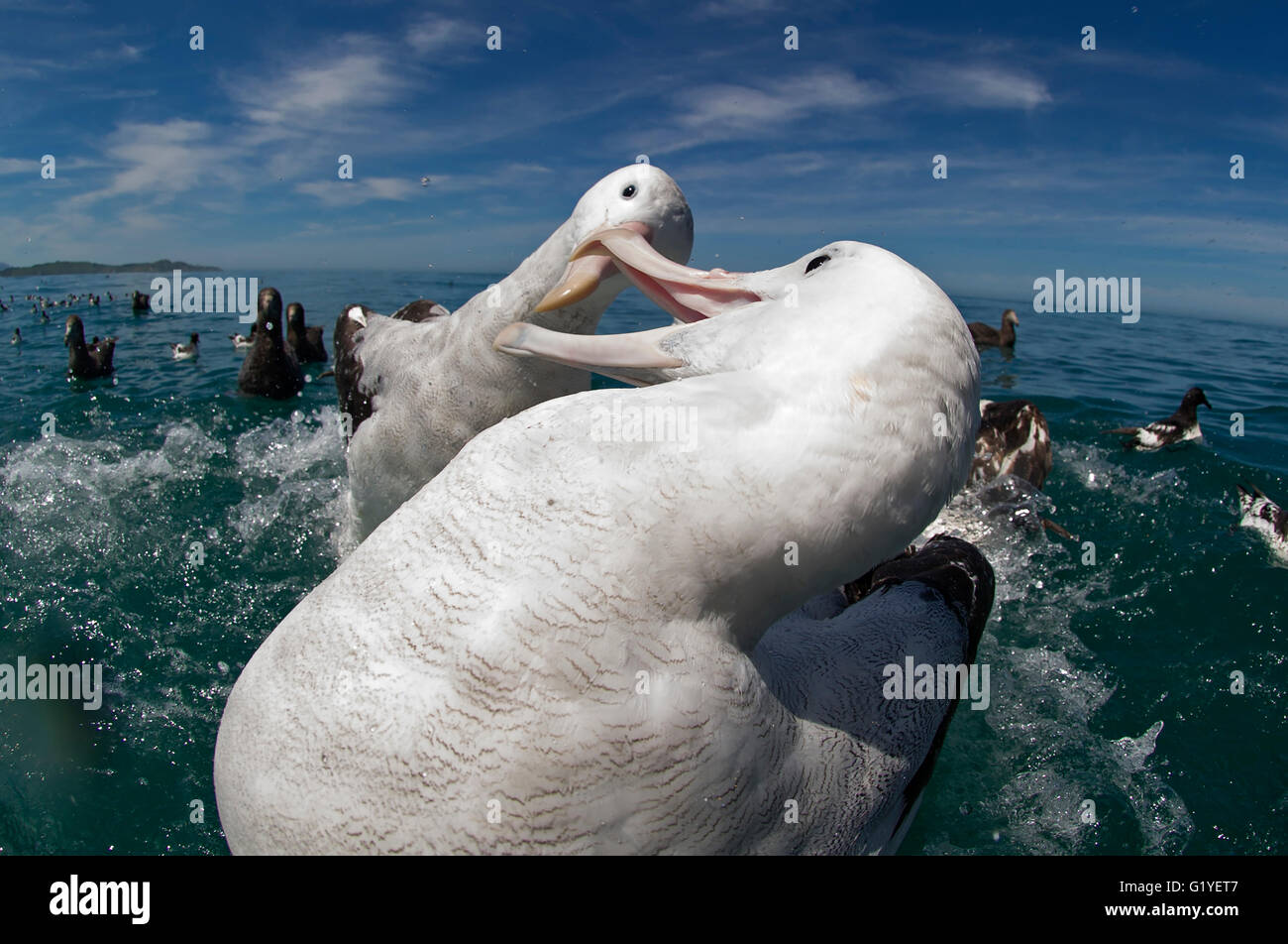 Gibson (vagabondaggio) albatross (Diomedea antipodensis gibsoni) Kaikoura Oceano del Sud Nuova Zelanda in lotta per il cibo Foto Stock