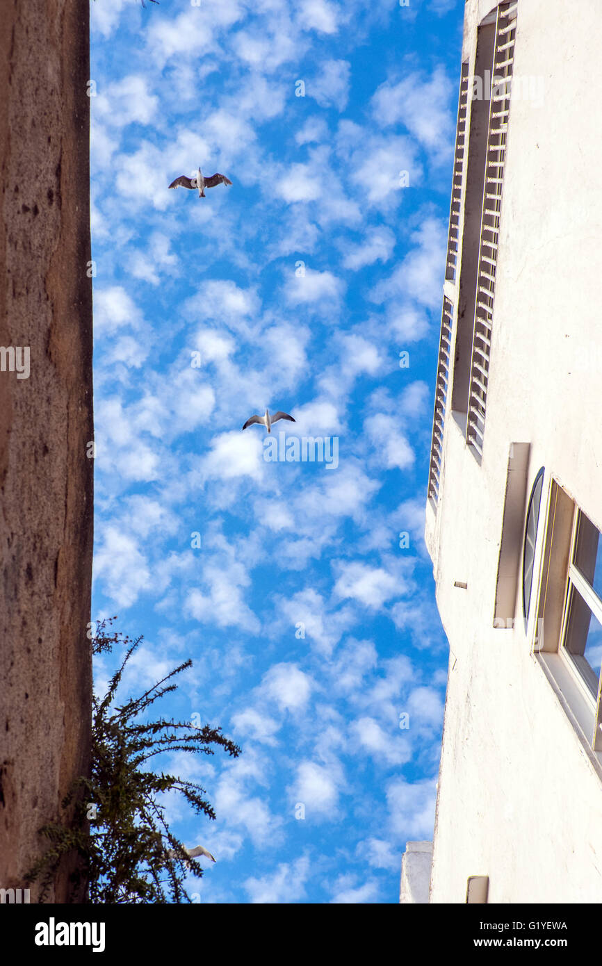 Cerca fino al blu del cielo sopra la città murata di Essaouira in Marocco la costa atlantica, un vivace e colorato e porta holiday resort Foto Stock